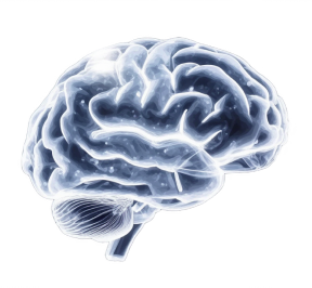 digital brain
